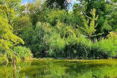 Jardin verdoyant avec des palmiers, des pins et des buissons, baigné de soleil sous un ciel bleu clair.