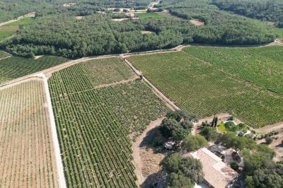 Un couple en tenue de mariage marche main dans la main dans un vignoble, la mariée levant un bouquet.