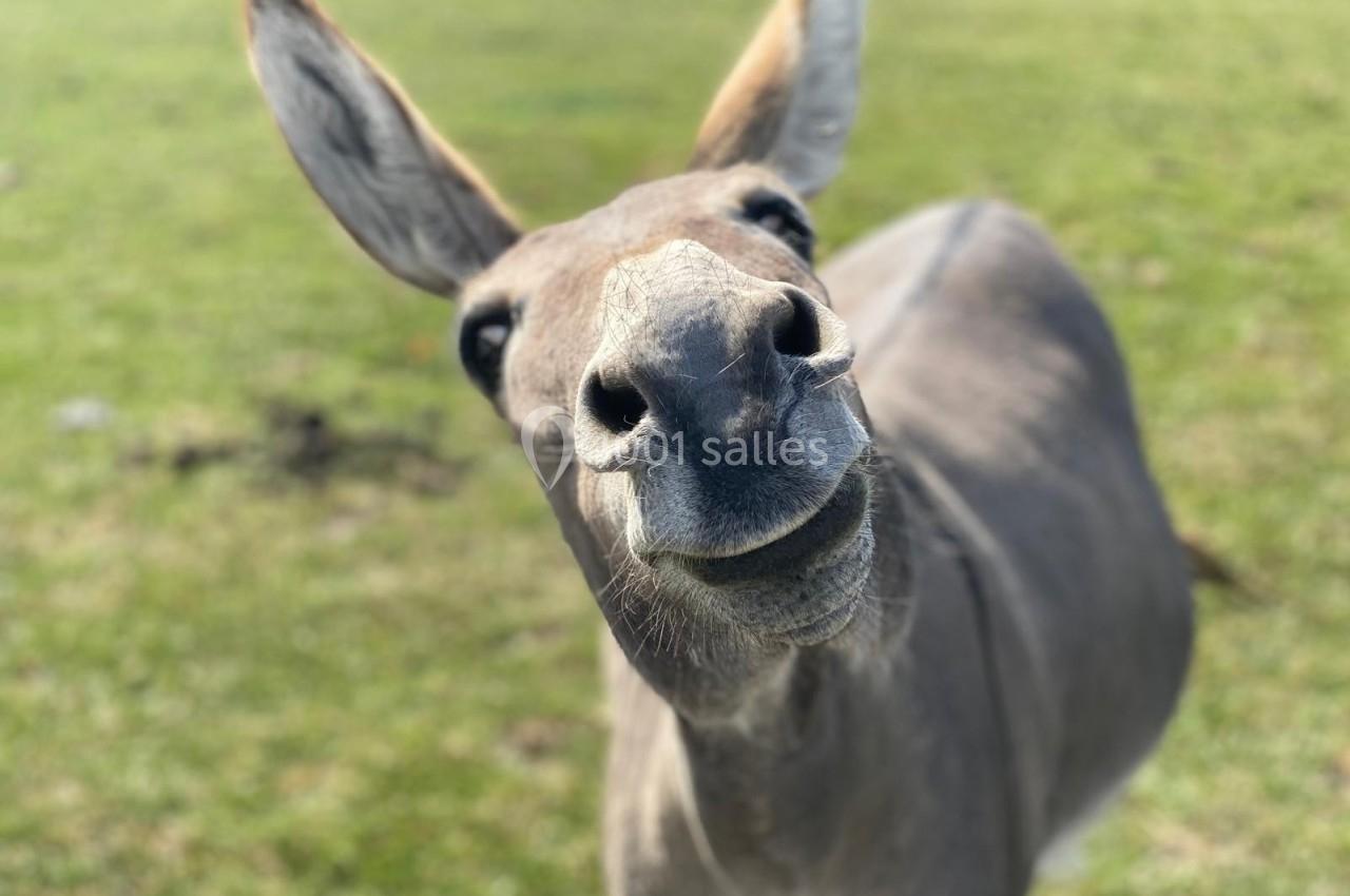 Un âne gris vu de près dans un champ verdoyant, regardant directement l'objectif.