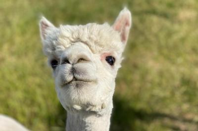 Un groupe de daims tachetés marche sur une pelouse verte devant une haie dense.