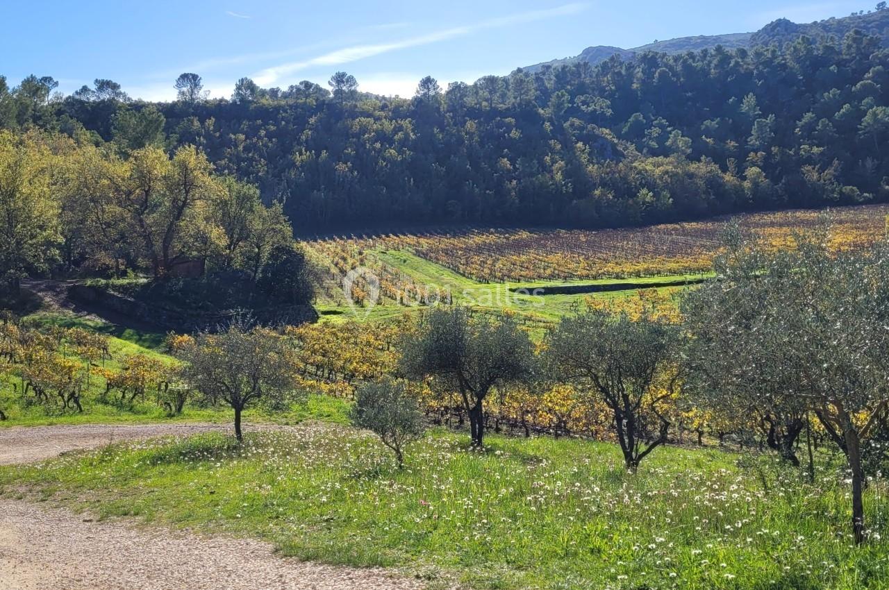 Paysage de vignobles vallonnés entourés de forêt, avec un chemin de terre et des oliviers au premier plan.