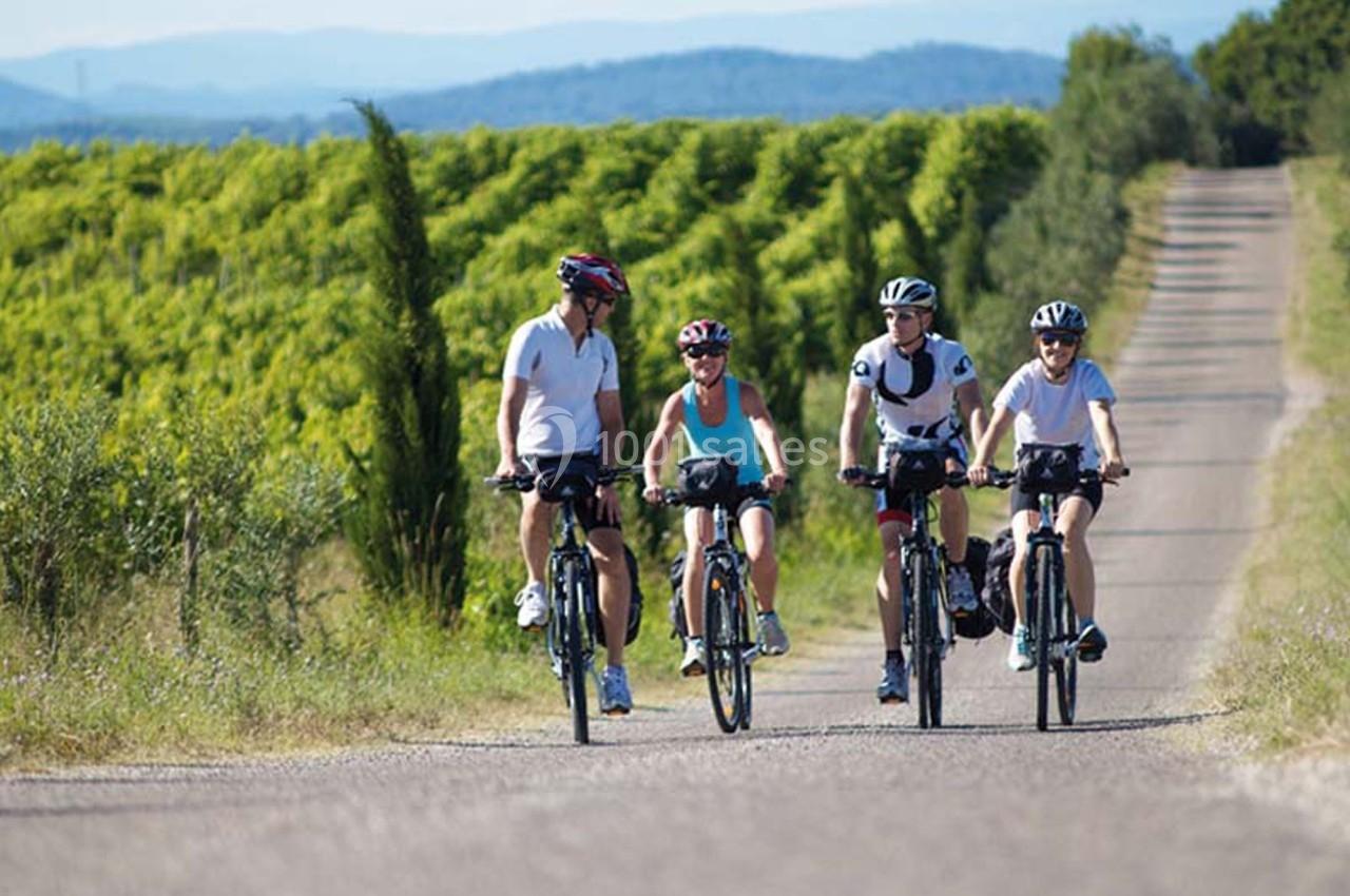 Quatre personnes à vélo sur une route de campagne bordée de vignes sous un ciel dégagé.