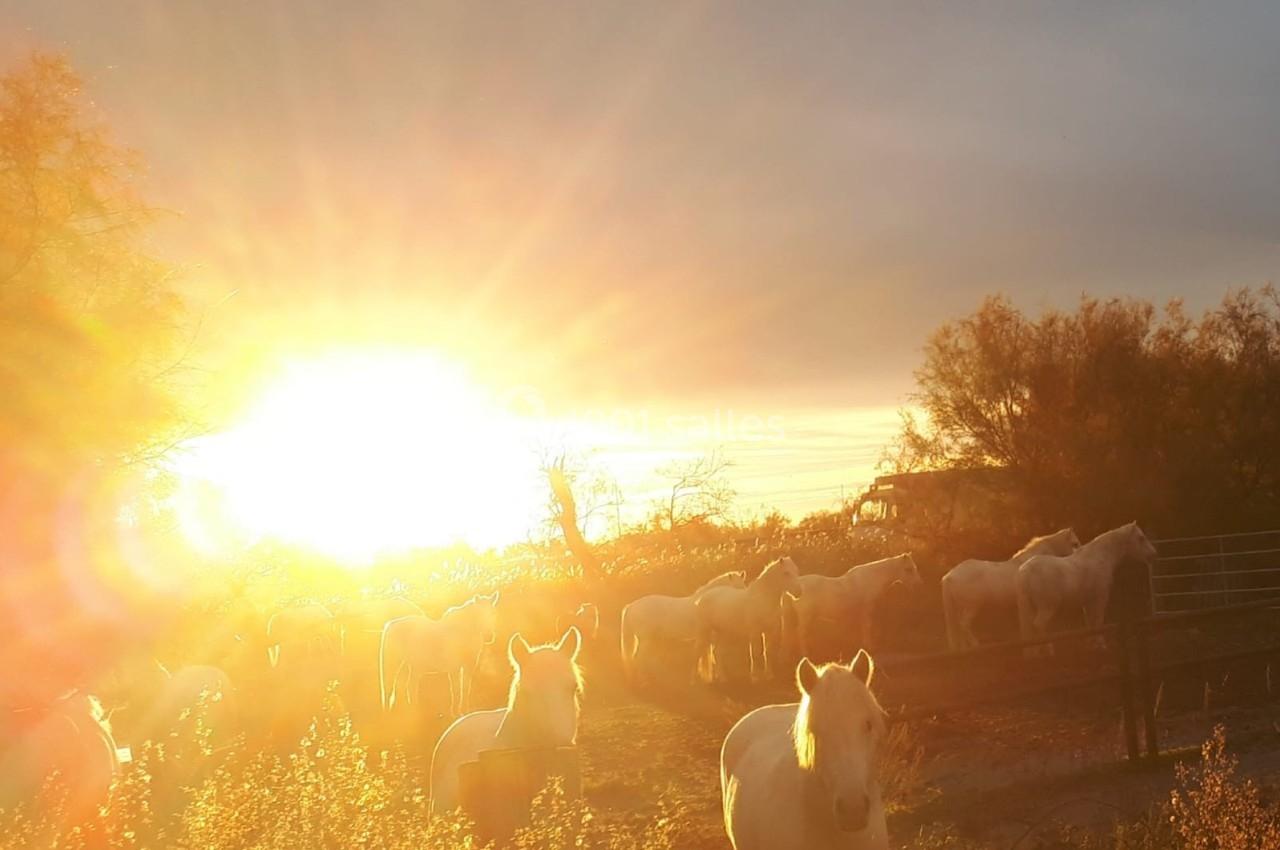 Chevaux blancs dans un champ au coucher de soleil, entourés de végétation et d'arbres.