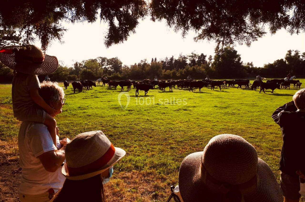 Des personnes portant des chapeaux observent un troupeau de vaches dans un champ verdoyant sous un ciel ensoleillé.