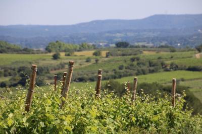 Vignes verdoyantes avec des piquets en bois au premier plan, paysage vallonné et ciel dégagé en arrière-plan.