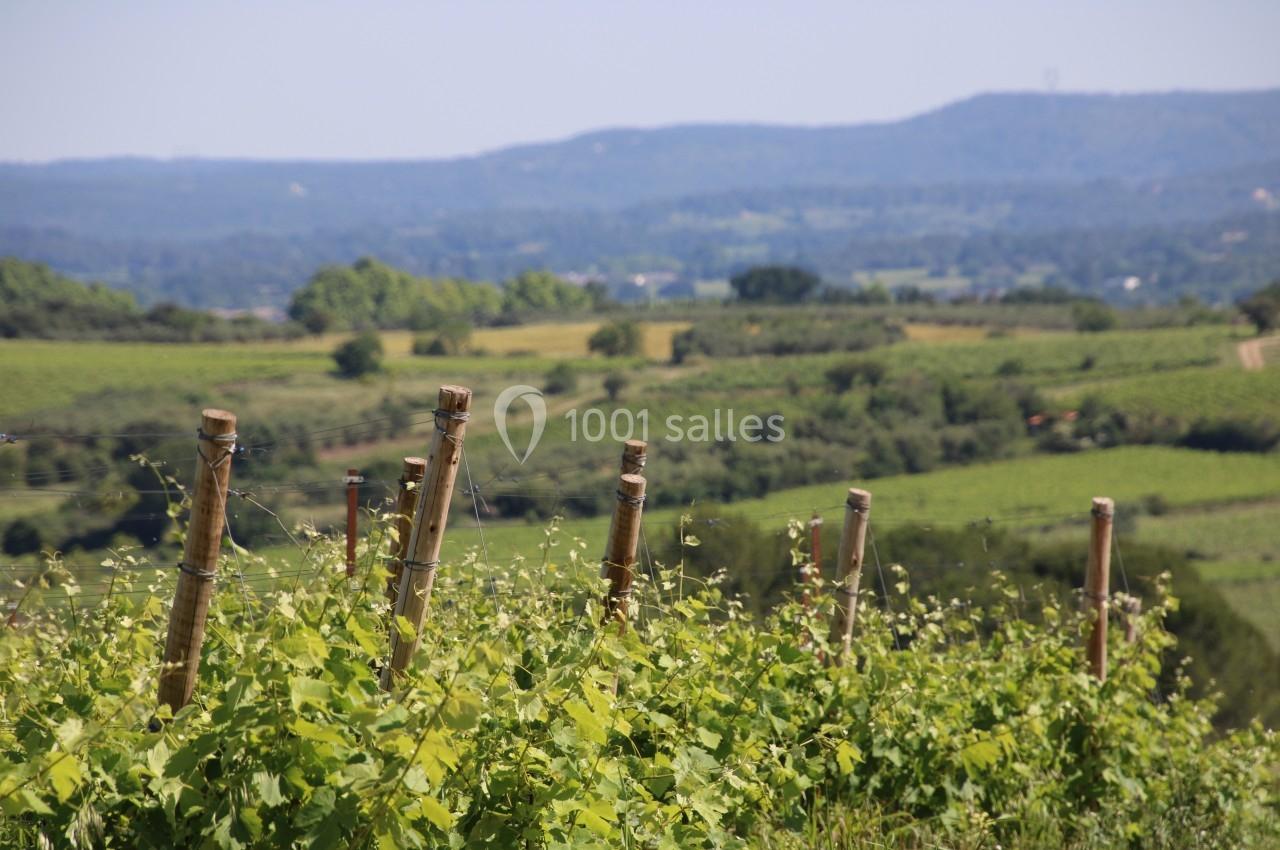 Vignes verdoyantes avec des piquets en bois au premier plan, paysage vallonné et ciel dégagé en arrière-plan.