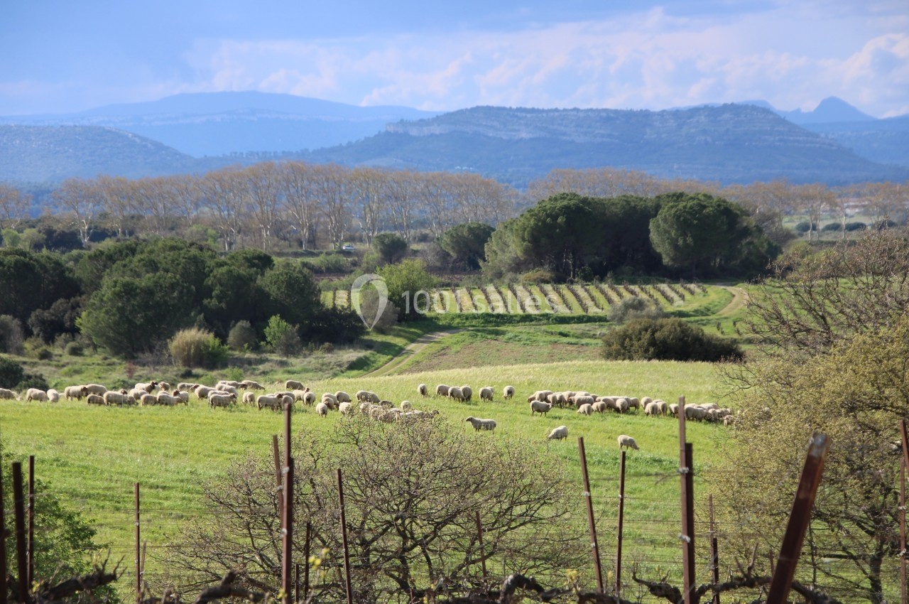 Troupeau de moutons paissant dans un champ verdoyant, entouré de vignes et de collines sous un ciel partiellement nuageux.