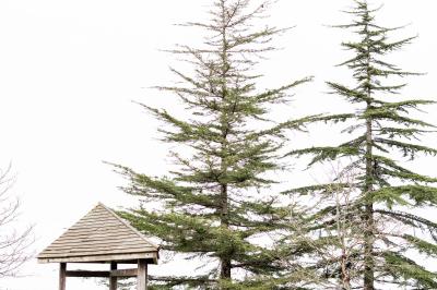 Table élégamment dressée avec nappes blanches, verres, couverts, bouquets de fleurs et petits pots décoratifs.