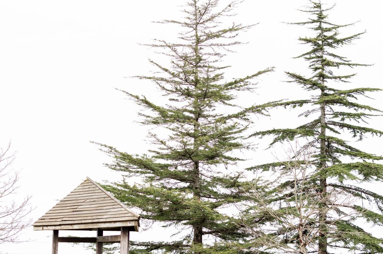 Deux chaises et une table en bois sous un abri, entourées de grands arbres près de vignes en arrière-plan.