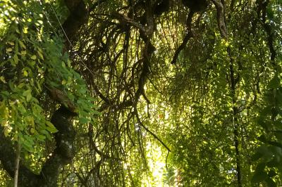 Branches d'arbre noueuses et feuillage dense éclairés par la lumière naturelle.