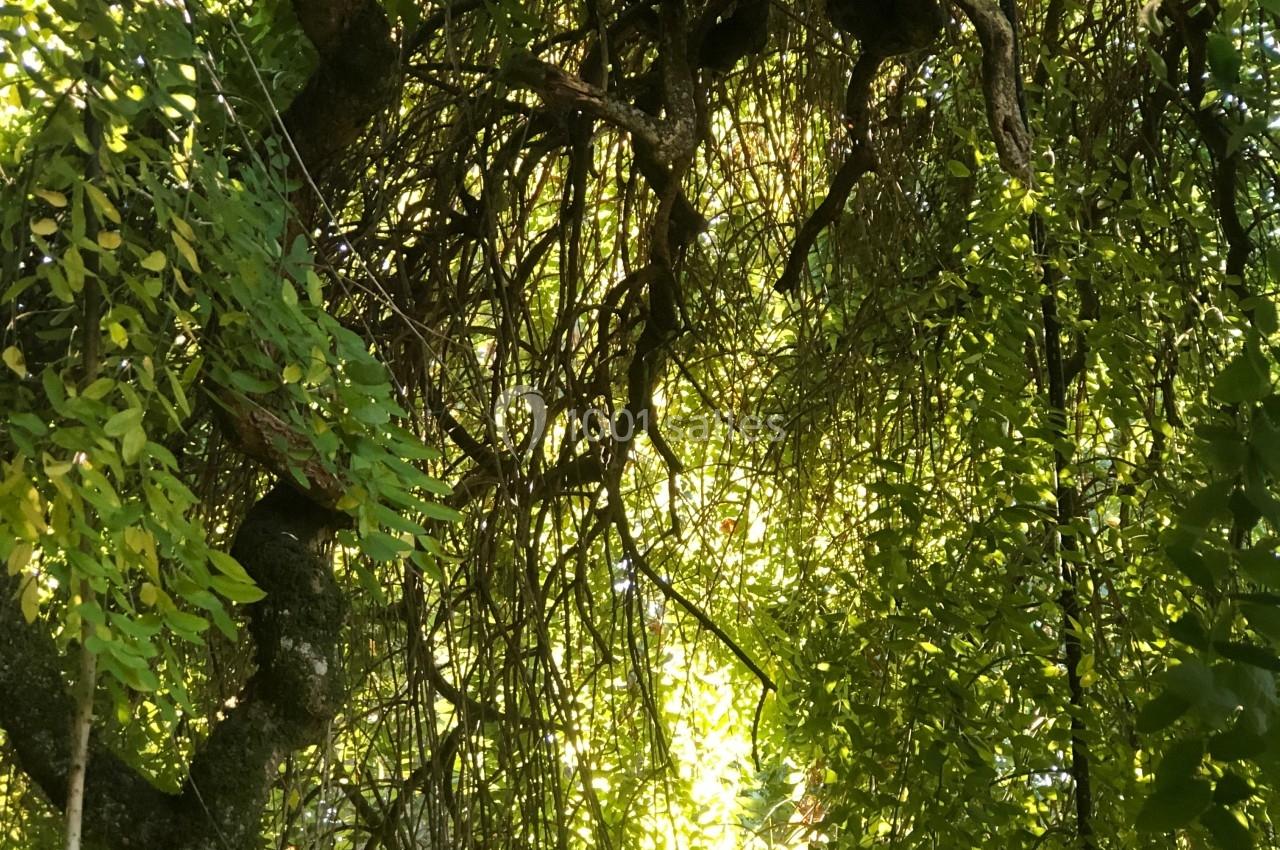 Branches d'arbre noueuses et feuillage dense éclairés par la lumière naturelle.