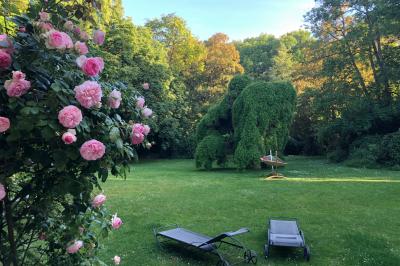 Branches d'arbre noueuses et feuillage dense éclairés par la lumière naturelle.