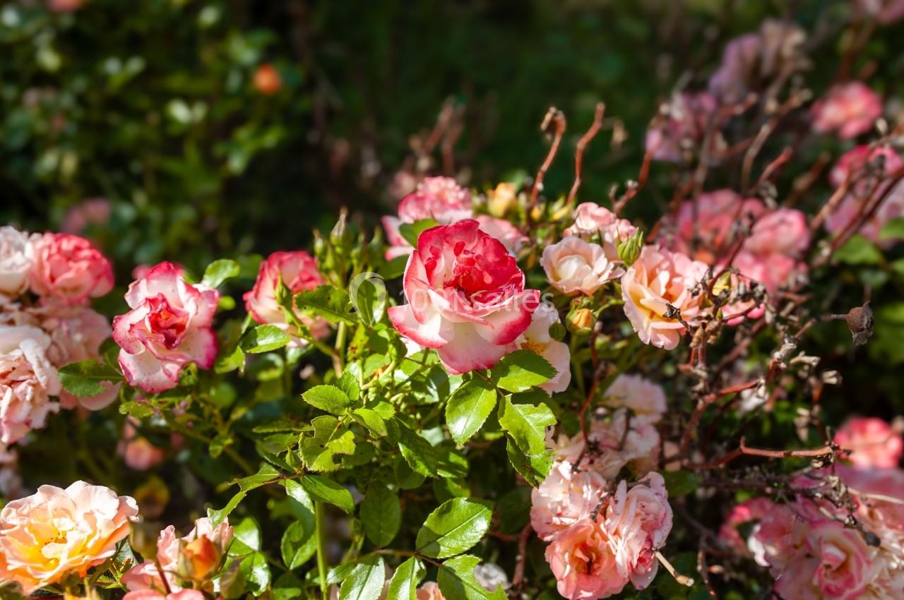 Buisson de roses roses et blanches en pleine floraison, éclairé par la lumière naturelle.
