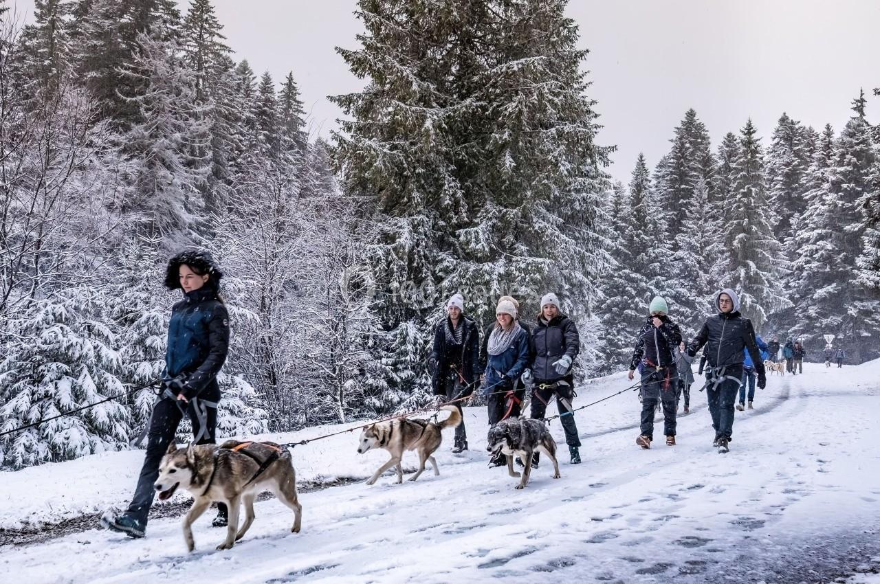 Location salle Crozets (Jura) - Domaine Le Coupet #16 Un groupe de personnes marche sur un chemin enneigé entouré de sapins, accompagné de chiens de traîneau.