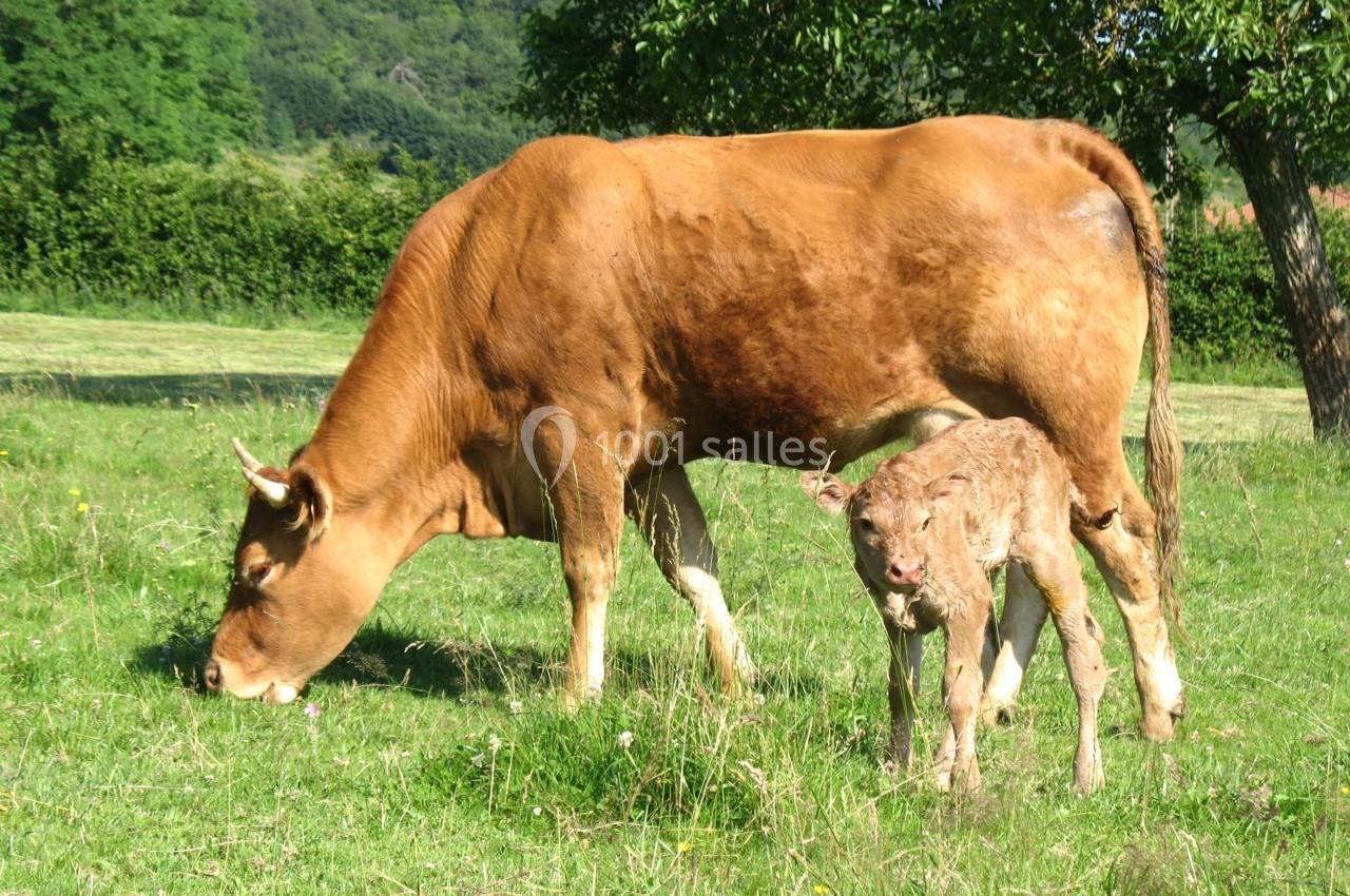 Une vache brune broutant de l'herbe dans un pré avec son veau debout à ses côtés.