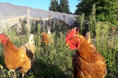 Salle à manger avec table en bois, chaises assorties, escalier en bois, et cuisine ouverte dans un intérieur chaleureux.
