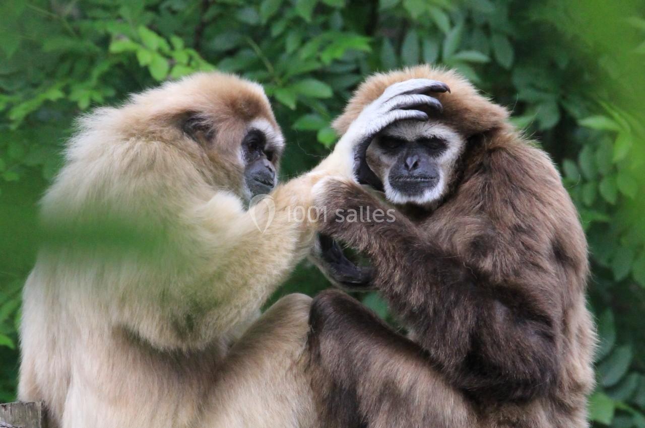 Location salle Ardes (Puy-de-Dôme) - Parc Animalier D'auvergne #12