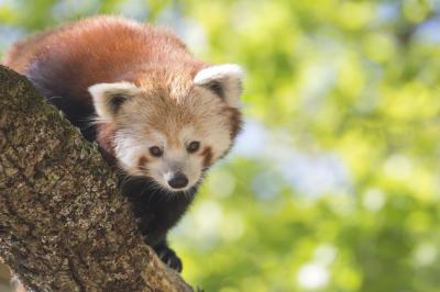 Location salle Ardes (Puy-de-Dôme) - Parc Animalier D'auvergne #12