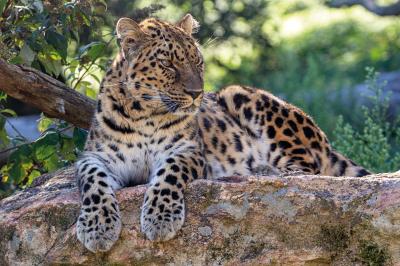 Parc Animalier D'auvergne Parc Animalier D'auvergne