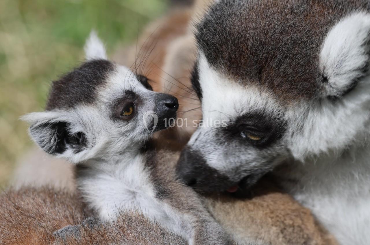 Location salle Ardes (Puy-de-Dôme) - Parc Animalier D'auvergne #10