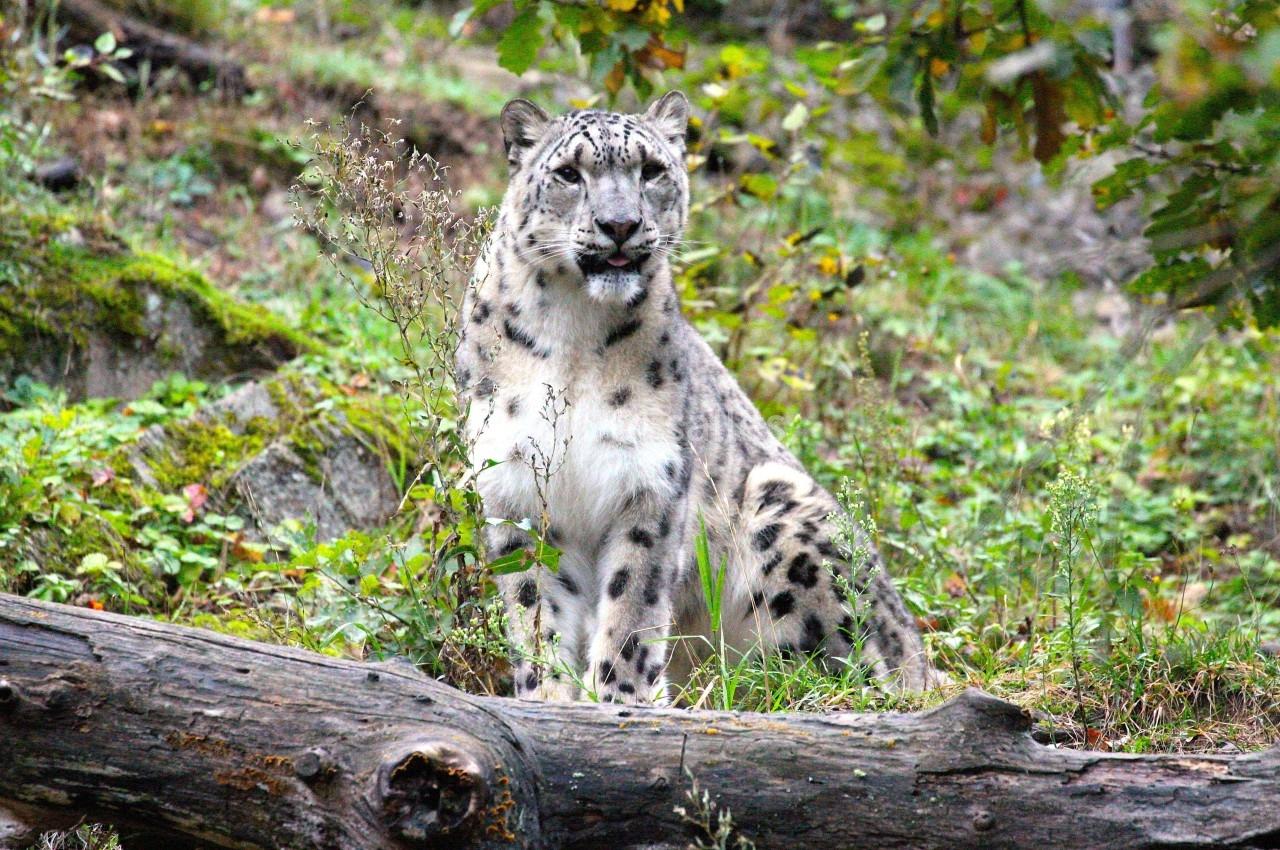 Location salle Ardes (Puy-de-Dôme) - Parc Animalier D'auvergne #11