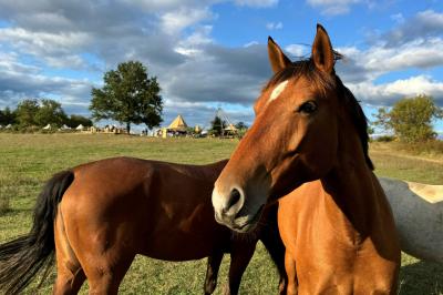 Fête nocturne en plein air avec un bar central, des invités debout et des lumières colorées sous une tente éclairée.