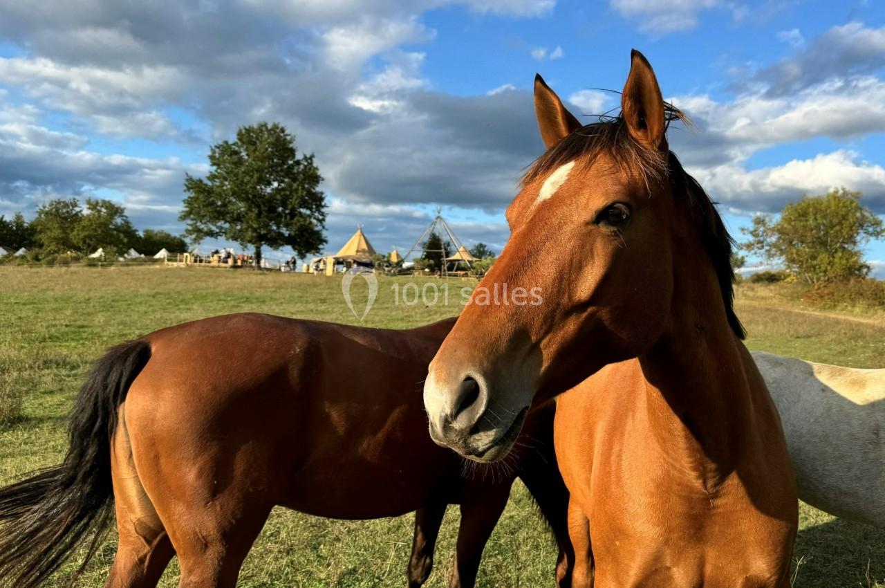 Deux chevaux bruns dans un pré, avec des tentes et des arbres en arrière-plan sous un ciel partiellement nuageux.
