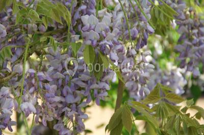 Location salle La Houssaye-Béranger (Seine-Maritime) - Le Clos Normand #24