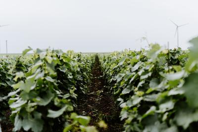 Éoliennes dans un paysage rural avec des vignes au premier plan et un ciel nuageux en arrière-plan.