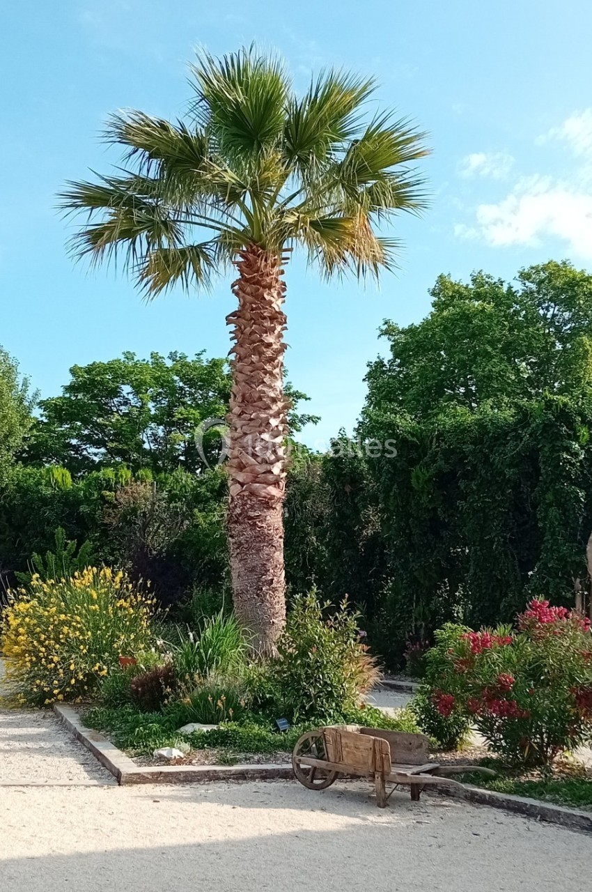 Un palmier entouré de plantes et fleurs colorées dans un jardin, avec une vieille brouette en bois au premier plan.