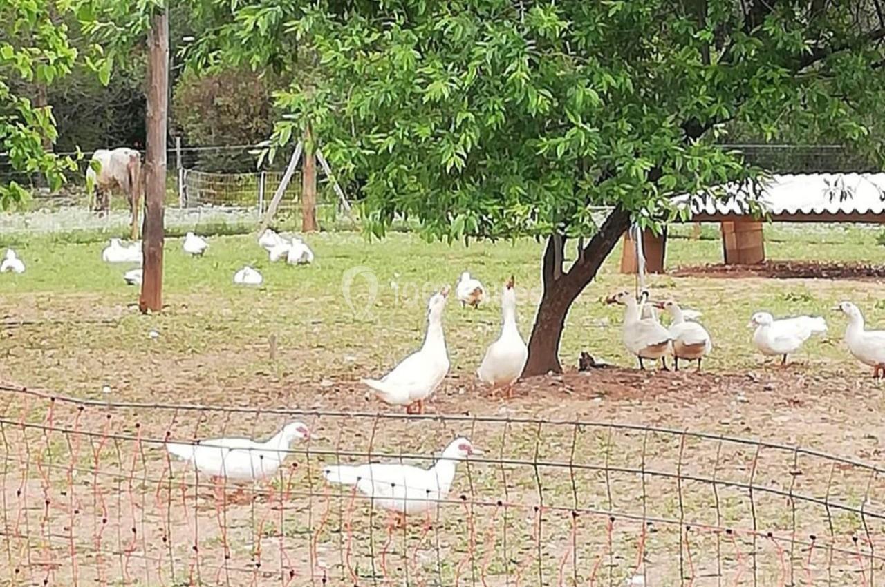 Des oies blanches se promènent dans un enclos herbeux avec des arbres et une clôture visible au premier plan.