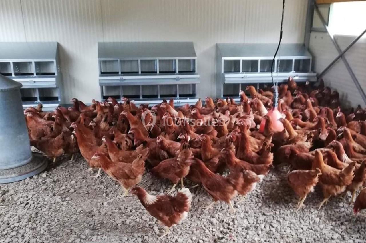 Poules rousses regroupées dans un poulailler spacieux avec perchoirs et pondoirs alignés contre le mur.