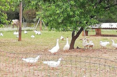 Miniature Location salle Villetelle (Hérault) - Domaine d'Ambrussum Events #12 Trois pots de rillettes de canard et de poulet posés sur un lit de feuilles vertes en extérieur.