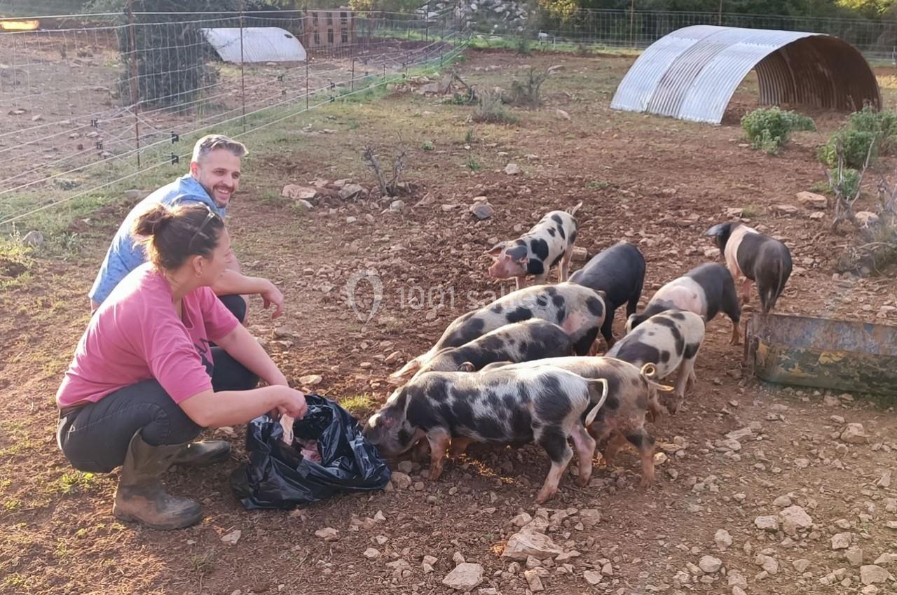 Deux personnes nourrissent un groupe de porcelets tachetés dans un enclos extérieur en terre battue.