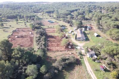 Des oies blanches se promènent dans un enclos herbeux, avec un arbre et une clôture en arrière-plan.