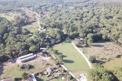 Des oies blanches se promènent dans un enclos herbeux, avec un arbre et une clôture en arrière-plan.