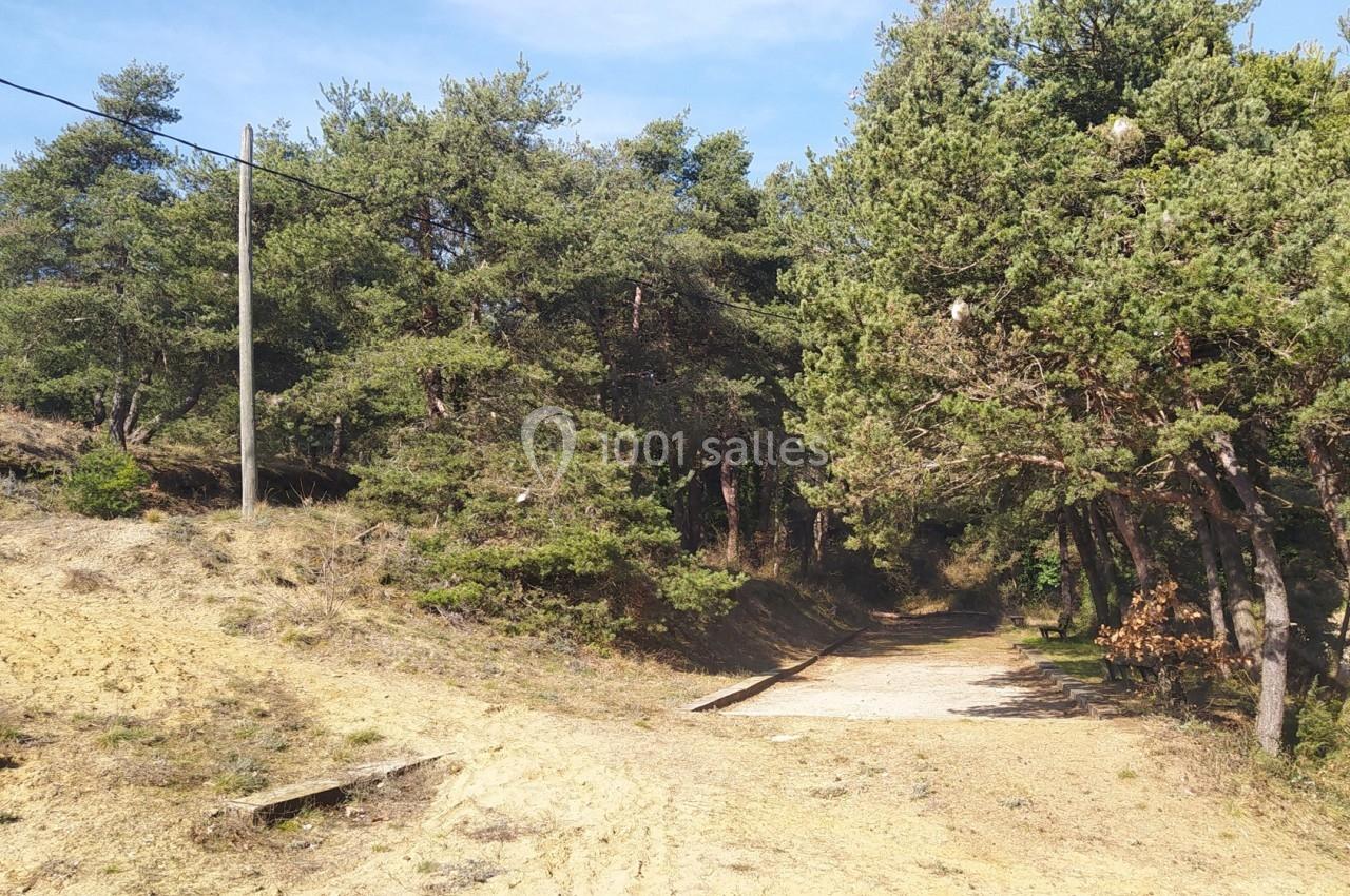 Chemin de terre bordé de pins sous un ciel bleu, avec un poteau électrique visible sur la gauche.