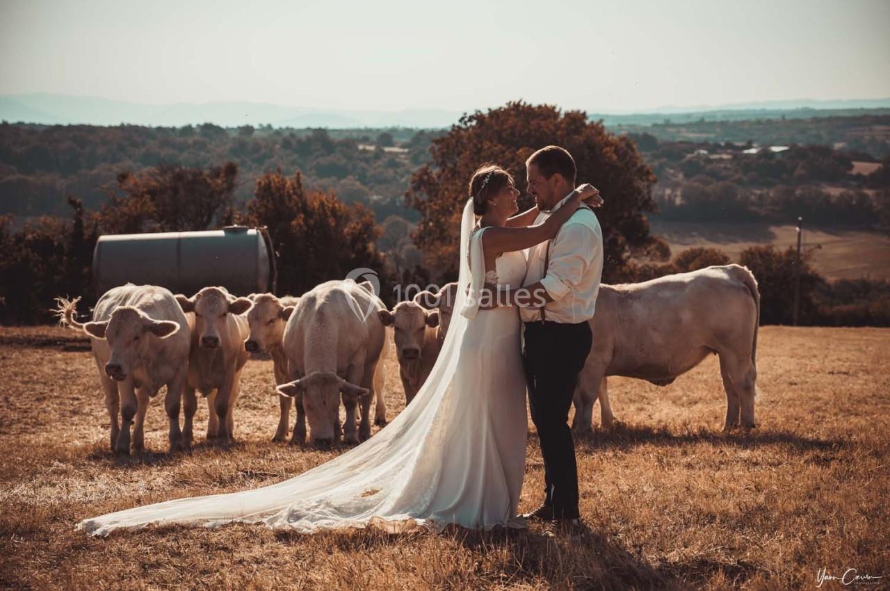 Un couple en tenue de mariage s'enlace dans un champ, entouré de vaches sous une lumière douce.