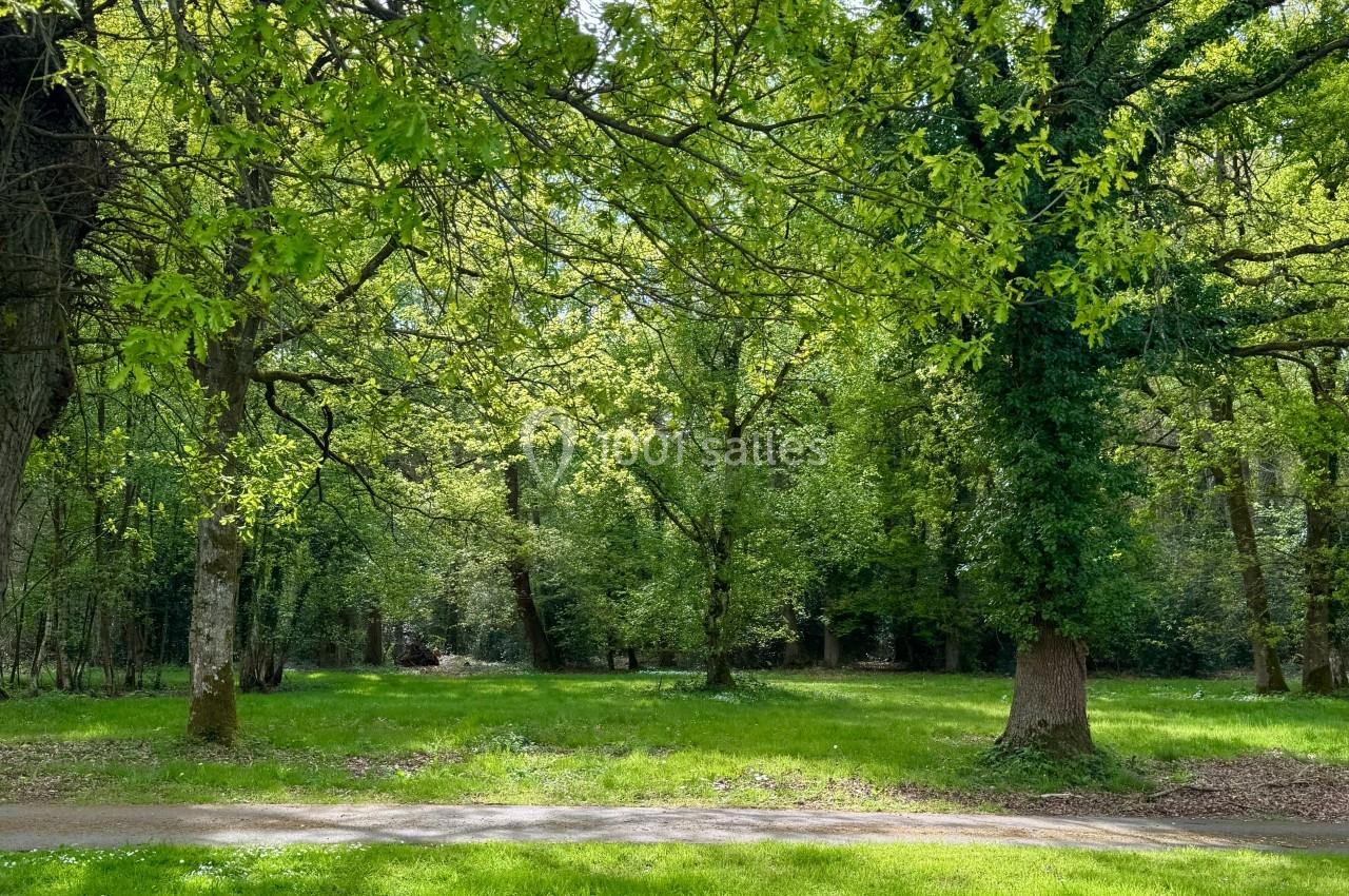 Sous-bois verdoyant avec des arbres feuillus, une pelouse éclairée par le soleil et un chemin en premier plan.
