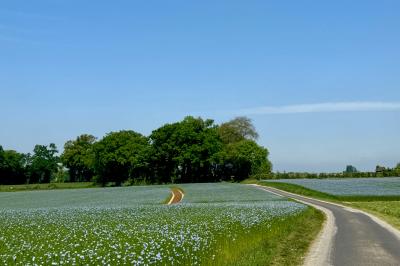 Chaise en bois clair avec dossier croisé et assise en rotin, vue de face sur fond blanc.