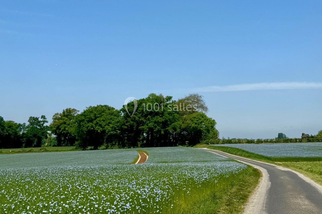Champ de fleurs bleues bordé d'arbres sous un ciel dégagé, avec un chemin sinueux à droite.
