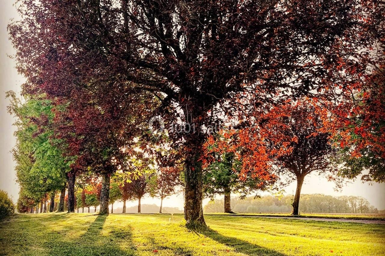 Alignement d'arbres aux feuilles rouges et vertes, éclairés par une lumière douce, projetant de longues ombres sur l'herbe.
