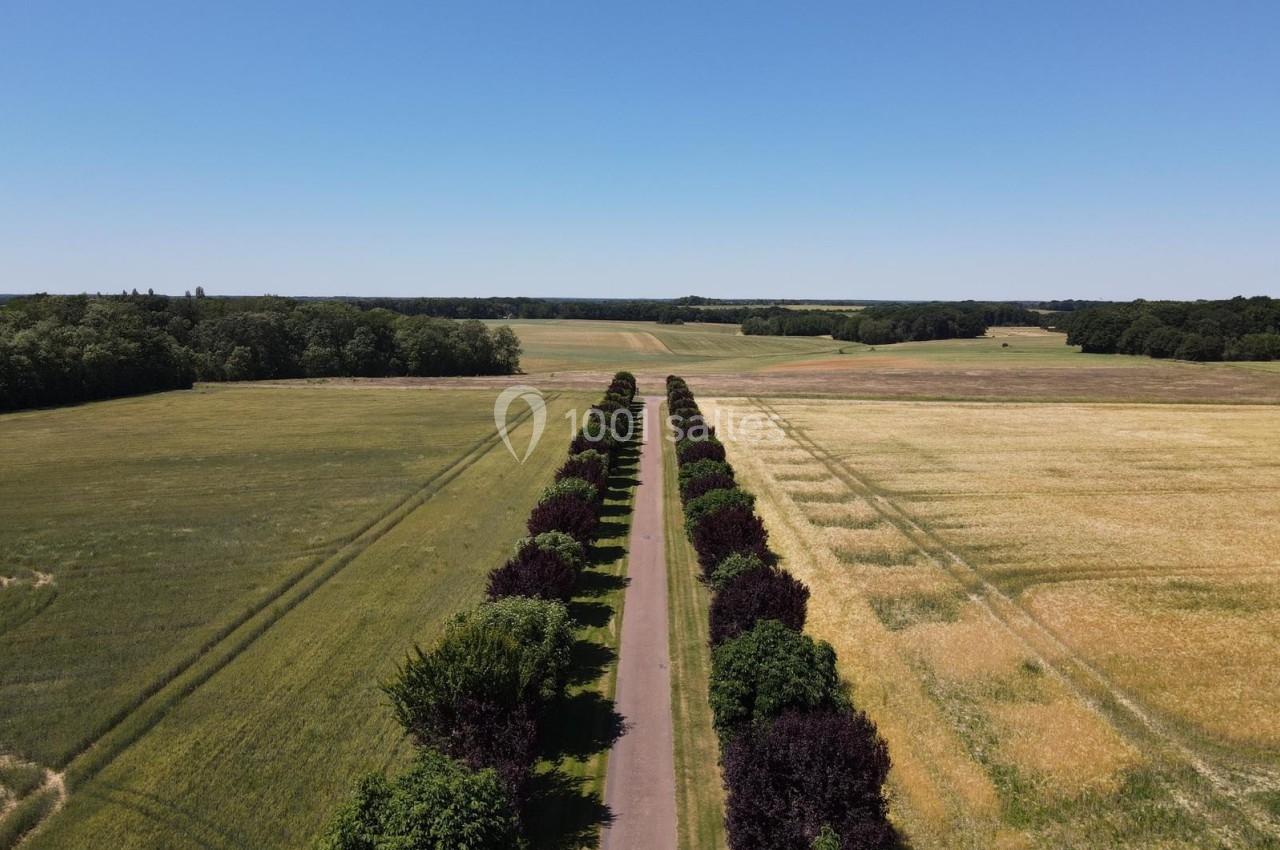 Allée bordée d'arbres traversant des champs verdoyants et dorés sous un ciel bleu dégagé.