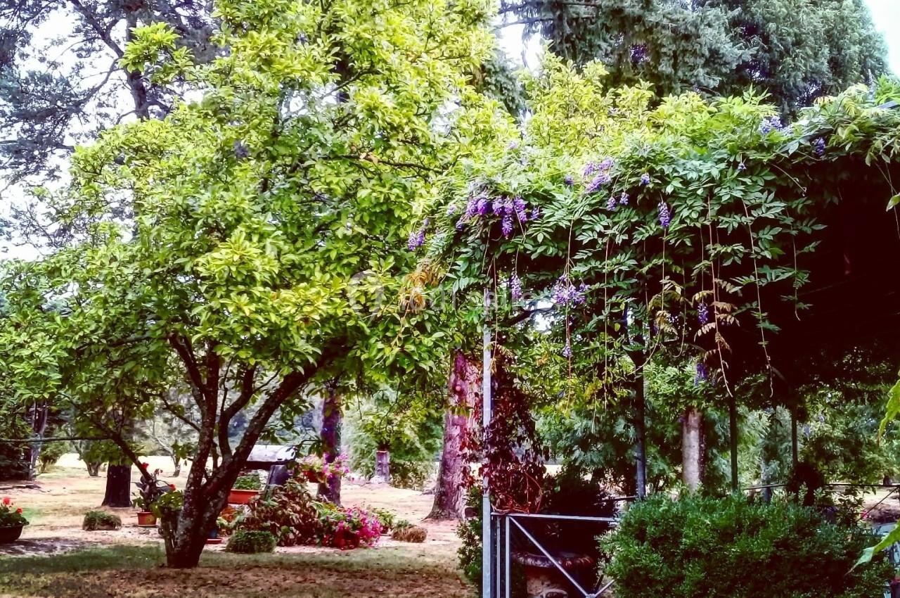 Pergola couverte de plantes grimpantes dans un jardin verdoyant avec arbres, fleurs et banc en arrière-plan.