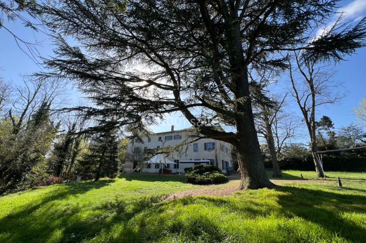 Grand arbre dans un jardin verdoyant devant une maison blanche sous un ciel bleu clair.