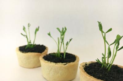 Cheesecake rond avec zeste de citron jaune et vert, sur une base de biscuit spéculoos.
