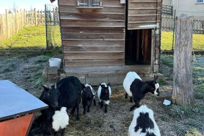 Des chèvres et des chevreaux devant une cabane en bois dans un enclos extérieur.