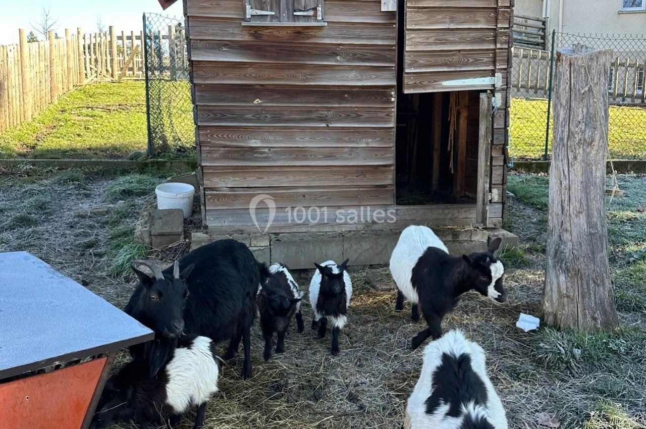 Des chèvres et des chevreaux devant une cabane en bois dans un enclos extérieur.