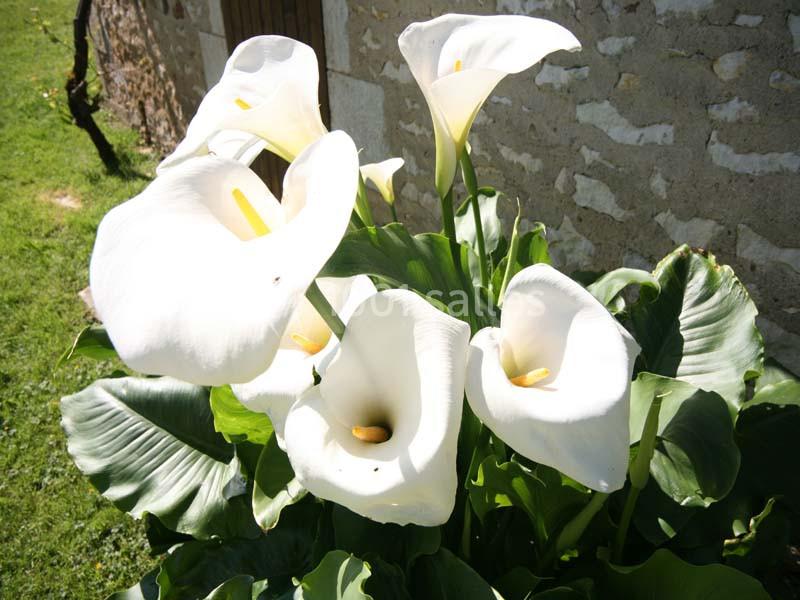 Location salle Usson-du-Poitou (Vienne) - La Grange des Gîtes de la Font #33