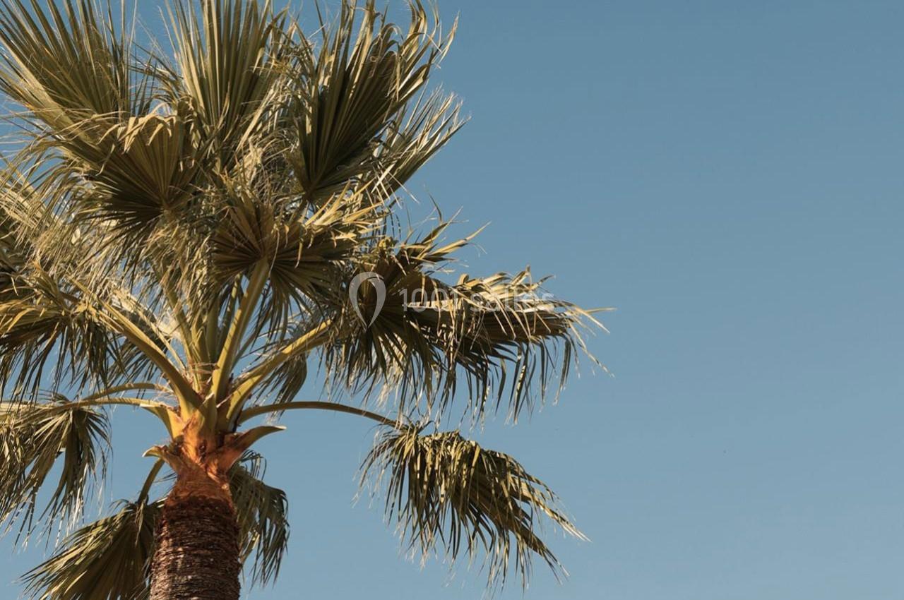Palmier avec des feuilles vertes se détachant sur un ciel bleu clair.